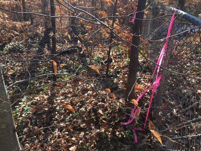 Help Dealing With A Neighbor Throwing Junk Into My Yard