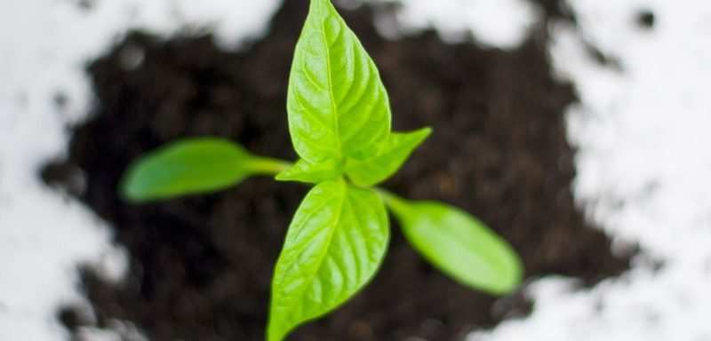 Normal 1568883063 Plant Paprika Pepper Grow 82728 1014x487
