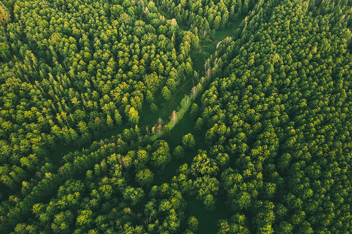 Best Deal Ever Show #10: Substitute Teacher Makes $80K on First Land Deal Aerial View Of Green Forest Landscape. Top View From High Attitude In Summer Evening. Small Marsh Bog In Coniferous Forest. Drone View. Bird's Eye View.