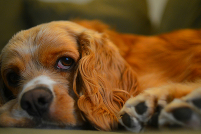Why Pets Are a “Head-Scratcher” (Hey-Oh!) for Landlords!